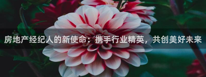 新宝5是谁的
